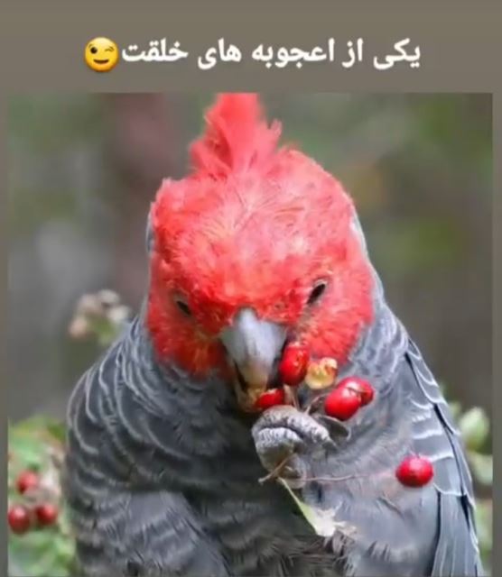 تکثیر و پرورش فنچ گلدین