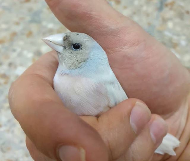 تکثیر و پرورش فنچ