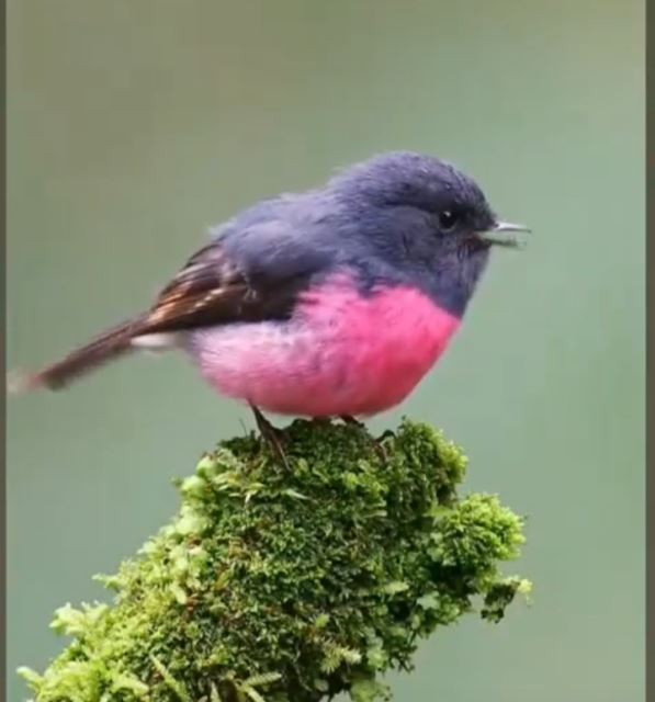 تکثیر و پرورش فنچ گلدین