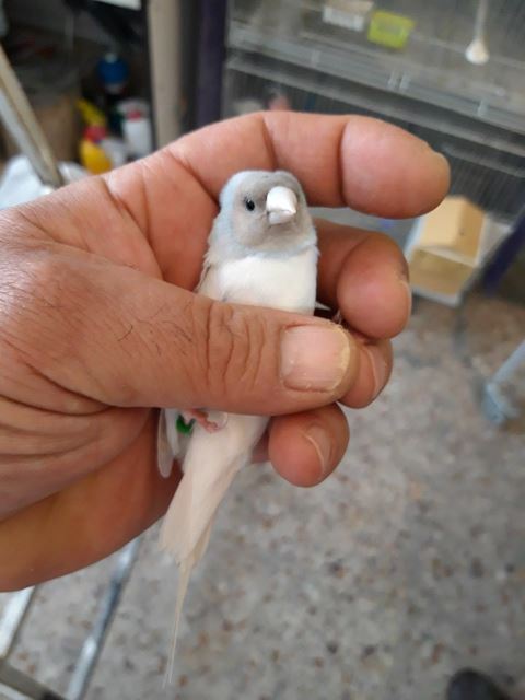 تکثیر و پرورش فنچ گلدین