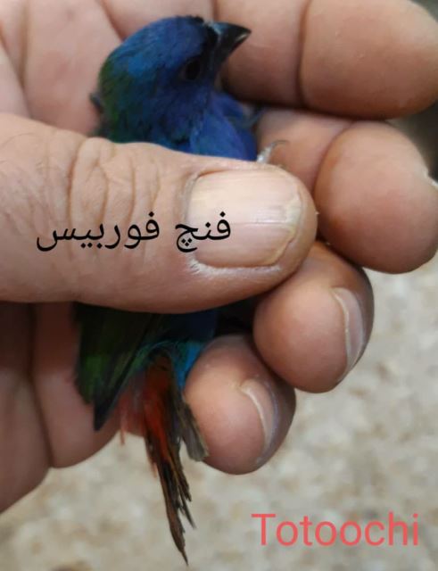 تکثیر و پرورش فنچ گلدین