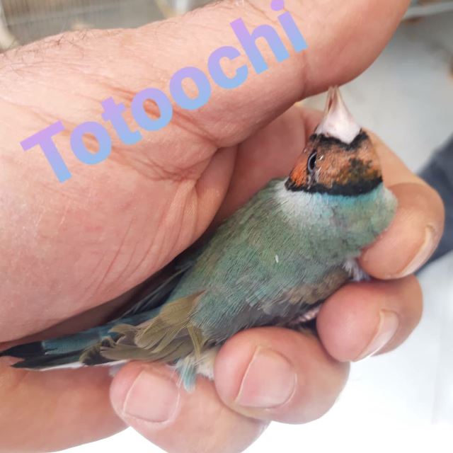 تکثیر و پرورش فنچ گلدین