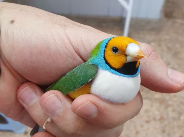 تکثیر و پرورش فنچ گلدین