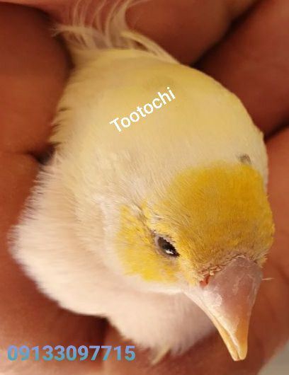 تکثیر و پرورش فنچ گلدین