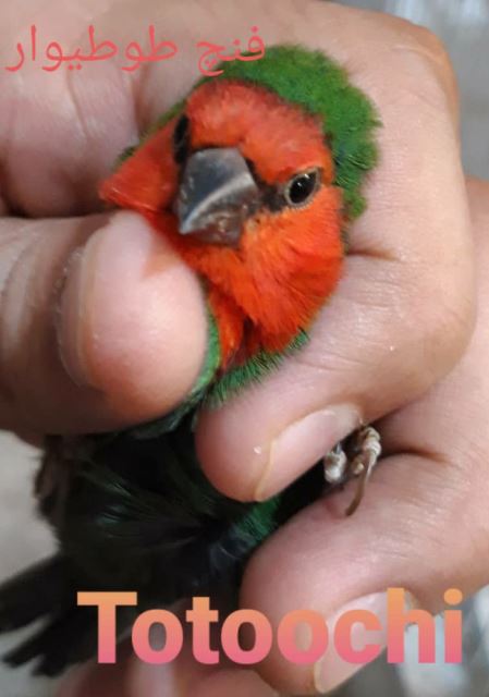 تکثیر و پرورش فنچ گلدین