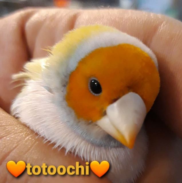 تکثیر و پرورش فنچ گلدین