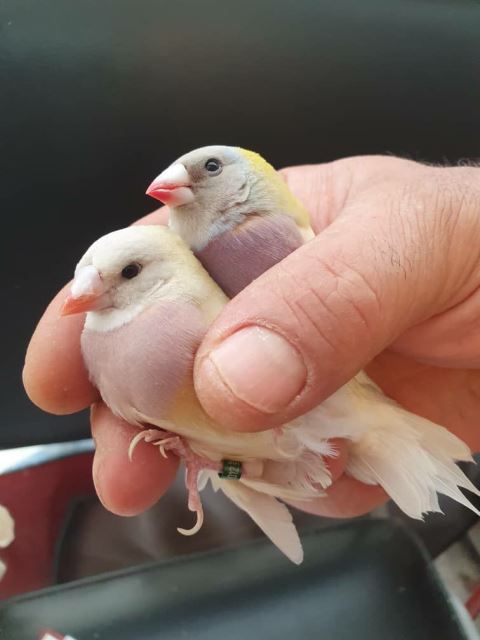 تکثیر و پرورش فنچ گلدین