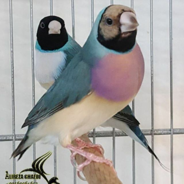 تکثیر و پرورش فنچ