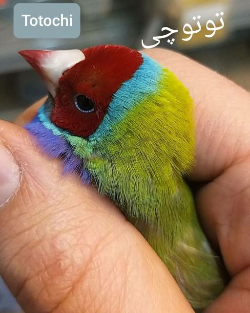 تکثیر و پرورش فنچ گلدین