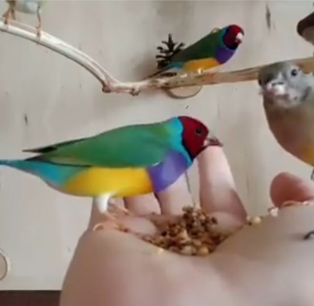 تکثیر و پرورش فنچ گلدین