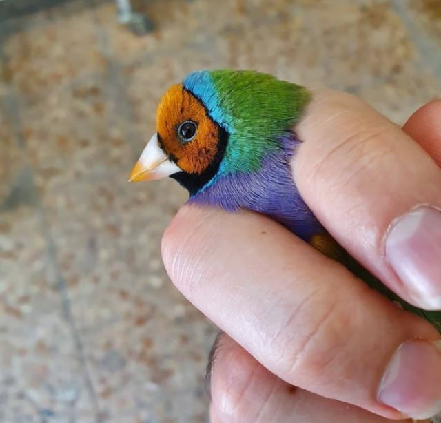 تکثیر و پرورش فنچ