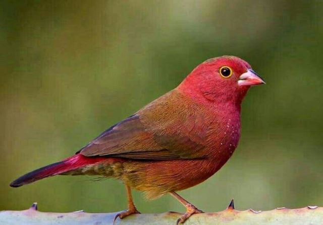 تکثیر و پرورش فنچ ردبیل