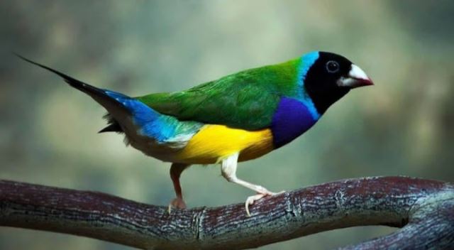 نمونه پرنده زینتی 1