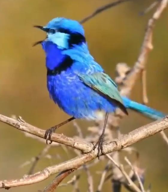 نمونه پرنده زینتی 2