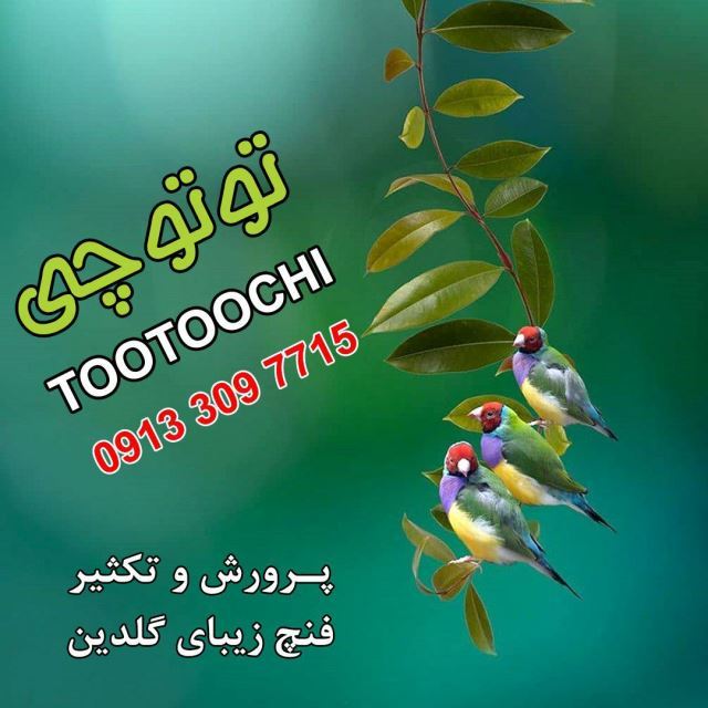 تولید و فروش فنچ 