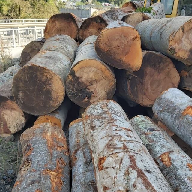 تولید چوب راش