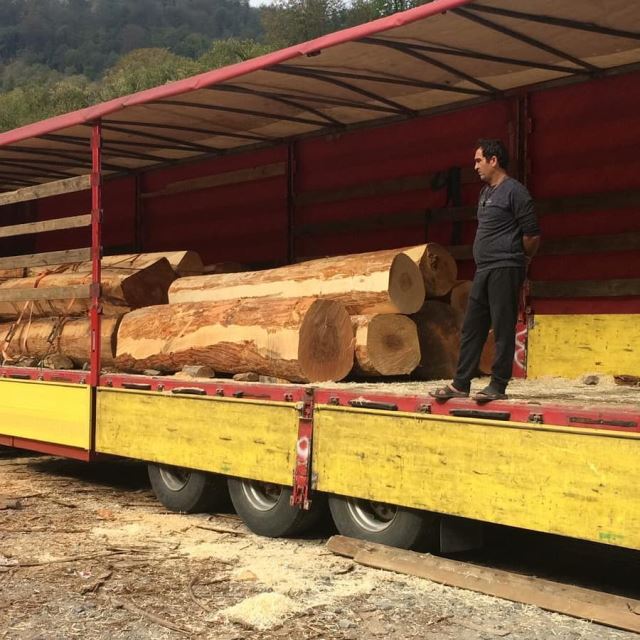 واردات چوب راش