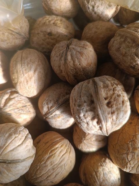 مغز گردو دیز 