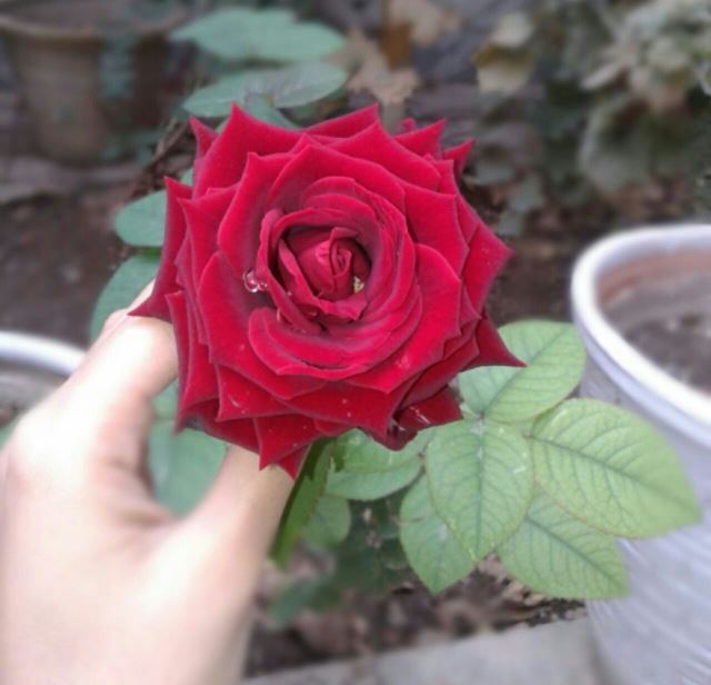 مبل عسگری