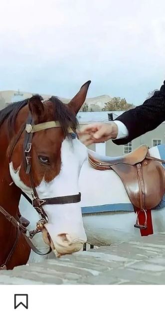 ویزیت اسب,مایع تراپی اسب,مامایی و آبستنی اسب.