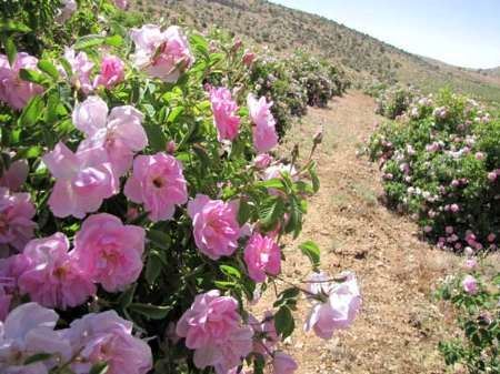 فروش غنچه گل محمدی و گلاب در کرمان