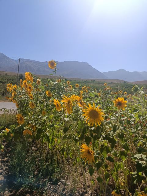 حیاط پشتی ویلا