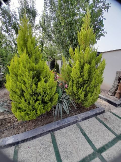 باغبان سیار در تهران