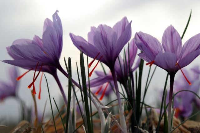 زعفران و هل الماس ناب