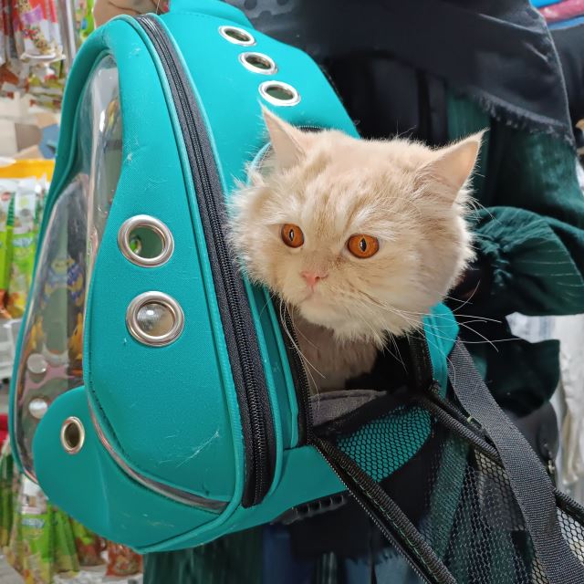 کیف حمل سگ و گربه