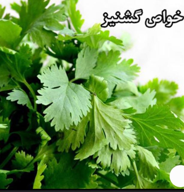 گشنیز