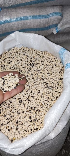 دانه رویان سپاهان