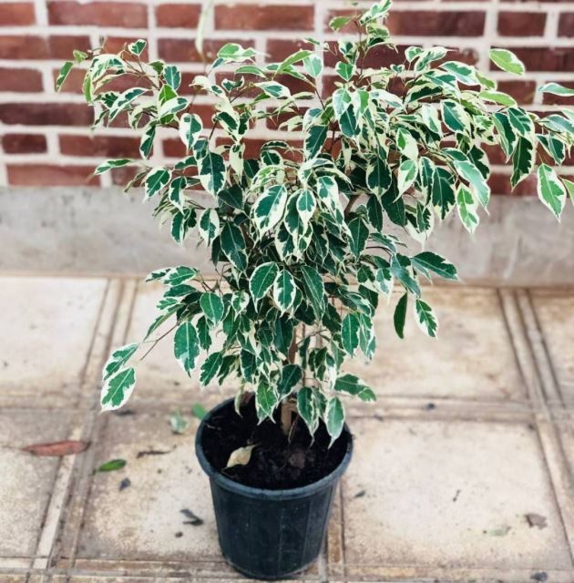 بنجامین ابلق