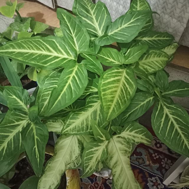 گلکده پروین