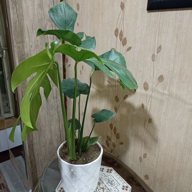 گلکده پروین