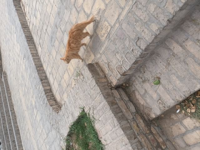 گربه