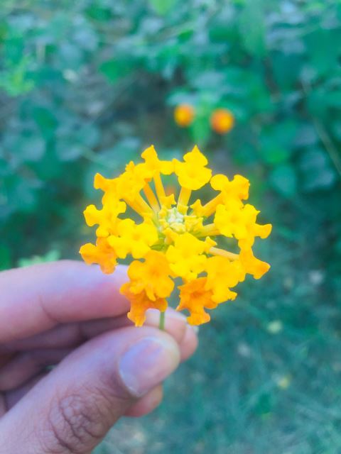 قوه قضاییه 