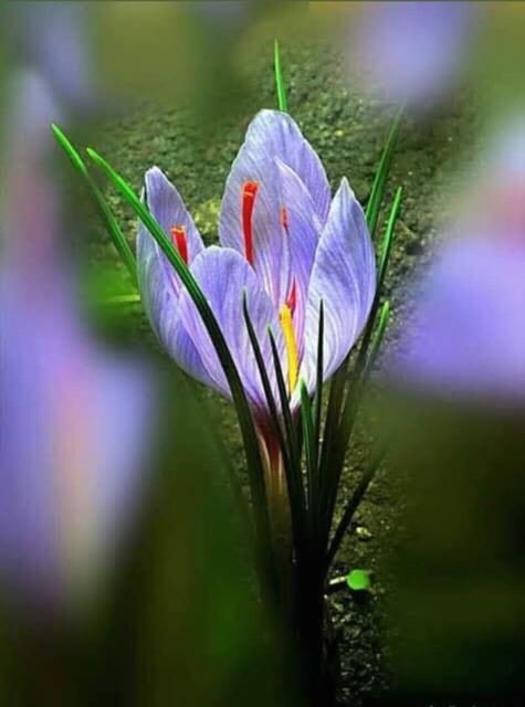 اپراتور ٱفلاین 