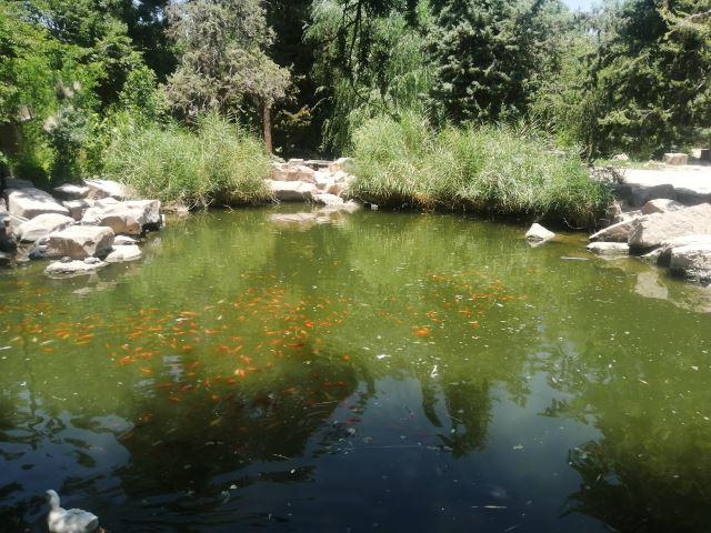 امید صفری دینکانی 
