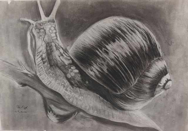 طراحی حیوانات