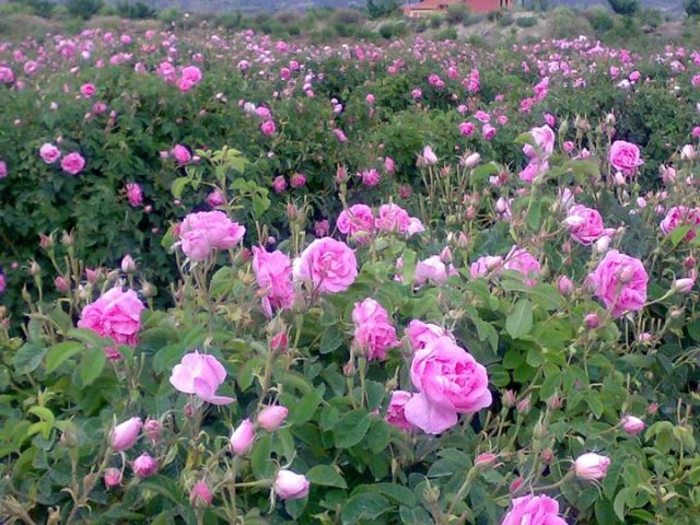  هانی ماد