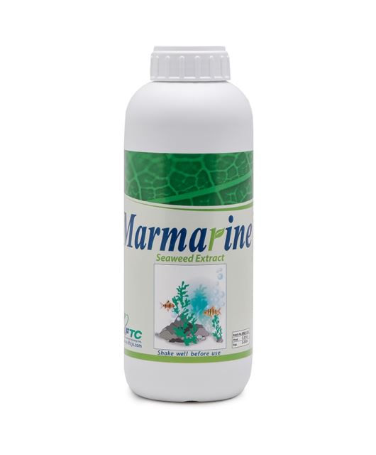 مارمارین Marmarine