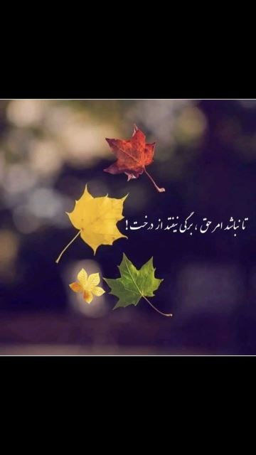 دیانا ظفری
