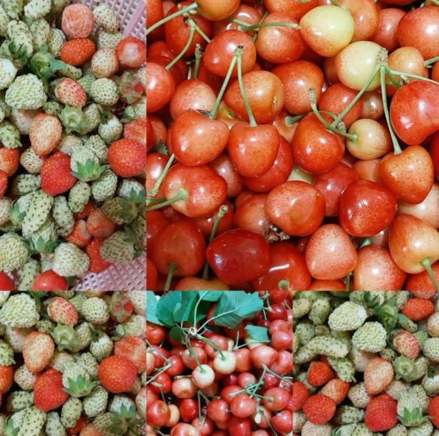 لواشک و ترشیجات ملس 