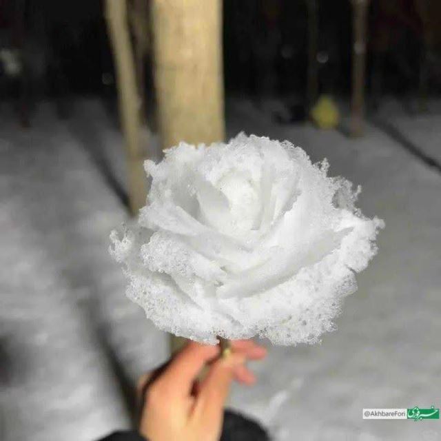 گل رز برفی