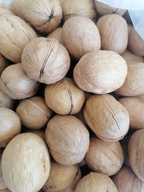 گردو