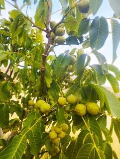 محصولات ارگانیک و اصلی روستای آمره