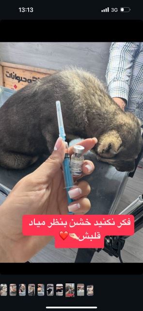 کلینیک دامپزشکی لیان اسفراین