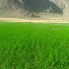 فروشگاه برنج امجدی