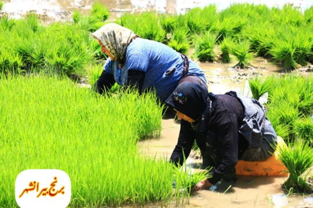 فروشگاه برنج امجدی