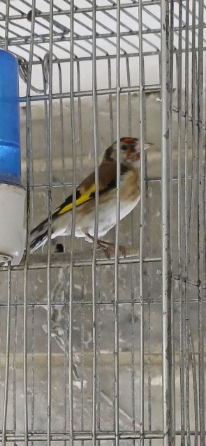 جوجه سره تازه خون